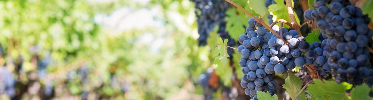 在主手中的小生命