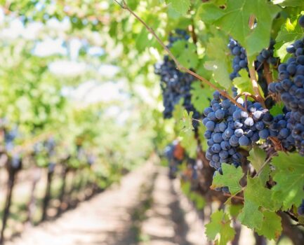 在主手中的小生命